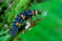 Seven spot ladybird larva feeding on greenfly, Germany