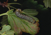 Caterpillar larva of Gooseberry sawfly {Nematus ribesii} feeding on gooseberry bush. Dorset, UK.