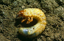 Common cockchafer beetle larva (Melontha melontha) UK