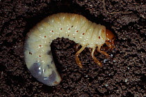 Common cockchafer beetle (Maybug) larva, England, UK.