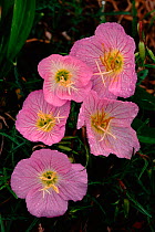 Dew on Common evening primrose {Oenothera biennis} USA Long Island New York State