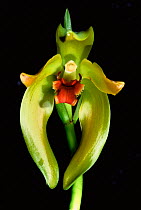 Orchid {Maxillaria longipetala} Machu Picchu, Peru, South America