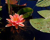 Red water lily, Tivedens NP, Sweden