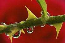 Cultivated rose reflected in water droplets on rose stem with thorns
