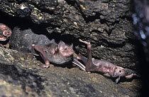 Common vampire bats (Desmodus rotundus) at roost site, Santa Rosa, Costa Rica