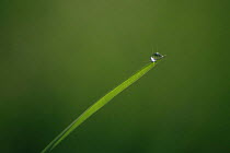 Sparkling dew drop on blade of grass