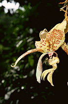 Euglossine bee {Euglossinae} at orchid in rainforest, Panama, Central America