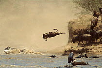 Wildebeest juvenile jumping  into Mara River, Masai Mara, Kenya