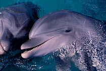 Close-up of bottlenose dolphin heads {Tursiops truncatus} Red Sea Dolphin Reef, Eilat Israel