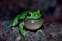 Common tree frog calling {Hyla arborea} vocal sac inflated, Sardinia