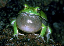Common tree frog calling, vocal sac inflated, Italy.