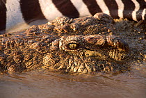 Nile crocodile {Crocodylus niloticus} with zebra prey in Mara River, Kenya,
