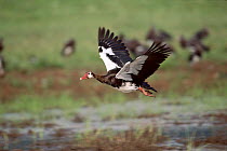 Spurwing goose in flight, Ngorongoro Crater, Tanzania
