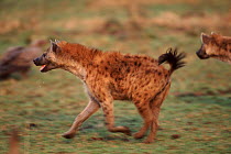 Spotted hyaena chasing off rival clan, Masai Mara NR Kenya