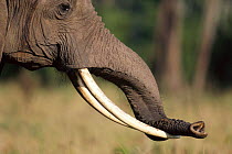 African elephant rests trunk on tusks, Masai Mara NR Kenya