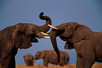 Two African elephant bulls establish dominance with ritual trial of strength Masai Mara NR Kenya