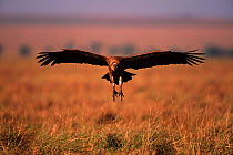 White backed vulture flying in to land, Masai Mara NR Kenya