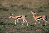 Thomson's gazelle male scenting female,  Masai Mara NR Kenya