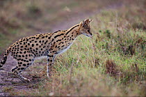 Serval male hunting & ready to pounce, Masai Mara NR Kenya