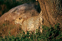 Cheetah male scent marking tree with urine, Serengeti NP Tanzania