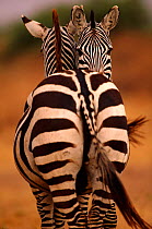 Common zebra mutual grooming (Equus quagga), Serengeti NP, Tanzania