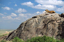 Lioness calling for lost cubs from top of rock or kopje, Serengeti NP Tanzania.