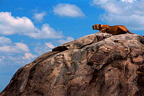 Lioness calling for lost cubs from rock or kopje, Serengeti NP Tanzania.