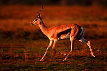 Thomson's gazelle male running, Masai Mara NR Kenya
