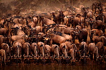 Wildebeest herd drinking at Mara River, Masai Mara Kenya