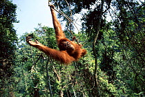 Juvenile orang utan (Pongo abelii) swinging on liana Gunung Leuser NP Sumatra Indonesia