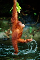Juvenile orang utan (Pongo abelii) swinging on liana over water {Pongo pygmaeus} Gunung Leuser NP Sumatra Indonesia