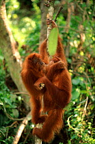 Juvenile orang utans (Pongo abelii) playing in tree Gunung Leuser NP Sumatra Indonesia