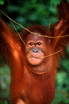 Juvenile orang utan {Pongo abelii} Gunung Leuser NP Sumatra Indonesia