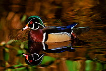 Male wood duck, Vancouver BC, Canada