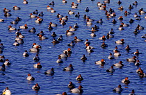 Flock of European pochards on water, Norfolk England UK