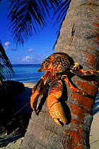 Coconut (Robber) crab climbing coconut tree, Aldabra Seychelles
