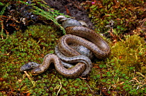 Smooth snakes mating, Dorset UK