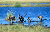 Yellow baboons (Papio cynocephalus) jumping across Khawi river, summer, Moremi Reserve, Botswana