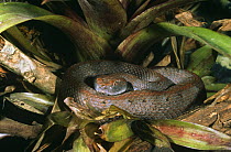 Hog nose viper {Porthidium nasutus} West Ecuador Rainforest, captive