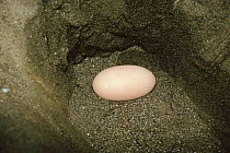 Maleo fowl egg in nest {Macrocephalon maleo} Sulawesi, Indonesia