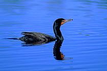 Double crested cormorant swimming Florida, USA