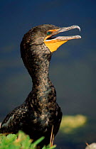 Double crested cormorant head portrait, Florida, USA