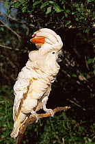 Salmon crested cockatoo {Cacatua moluccensis} calling on perch, captive