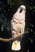 Salmon crested cockatoo (Cacatua moluccensis) perched on branch, portrait, captive, vulnerable species