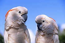 Two Salmon crested cockatoos (Cacatua moluccensis) captive, vulnerable species
