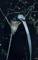Asiatic paradise flycatcher {Tersiphone paradisi} feeding young at nest, southern Russia