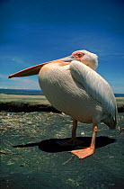 Eastern white pelican portrait, Lake Nakuru NP, Kenya E Africa