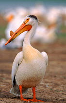 American white pelican in breeding plumage, Montana USA Bowdoin National Wildlife Refuge