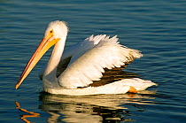 American white pelican wintering in Florida USA {Pelecanus erythrorhynchos}