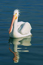 American white pelican, {Pelecanus erythrorhynchos} Florida, USA